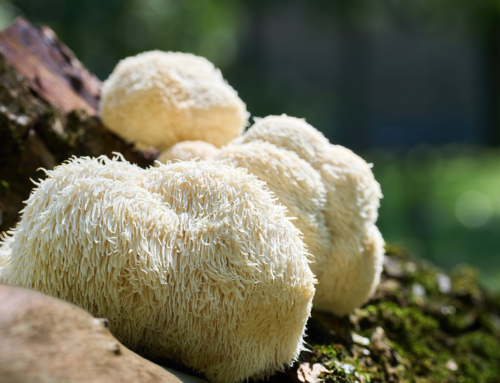 Why the Fruiting Body of a Mushroom is the VIP of the Fungal World