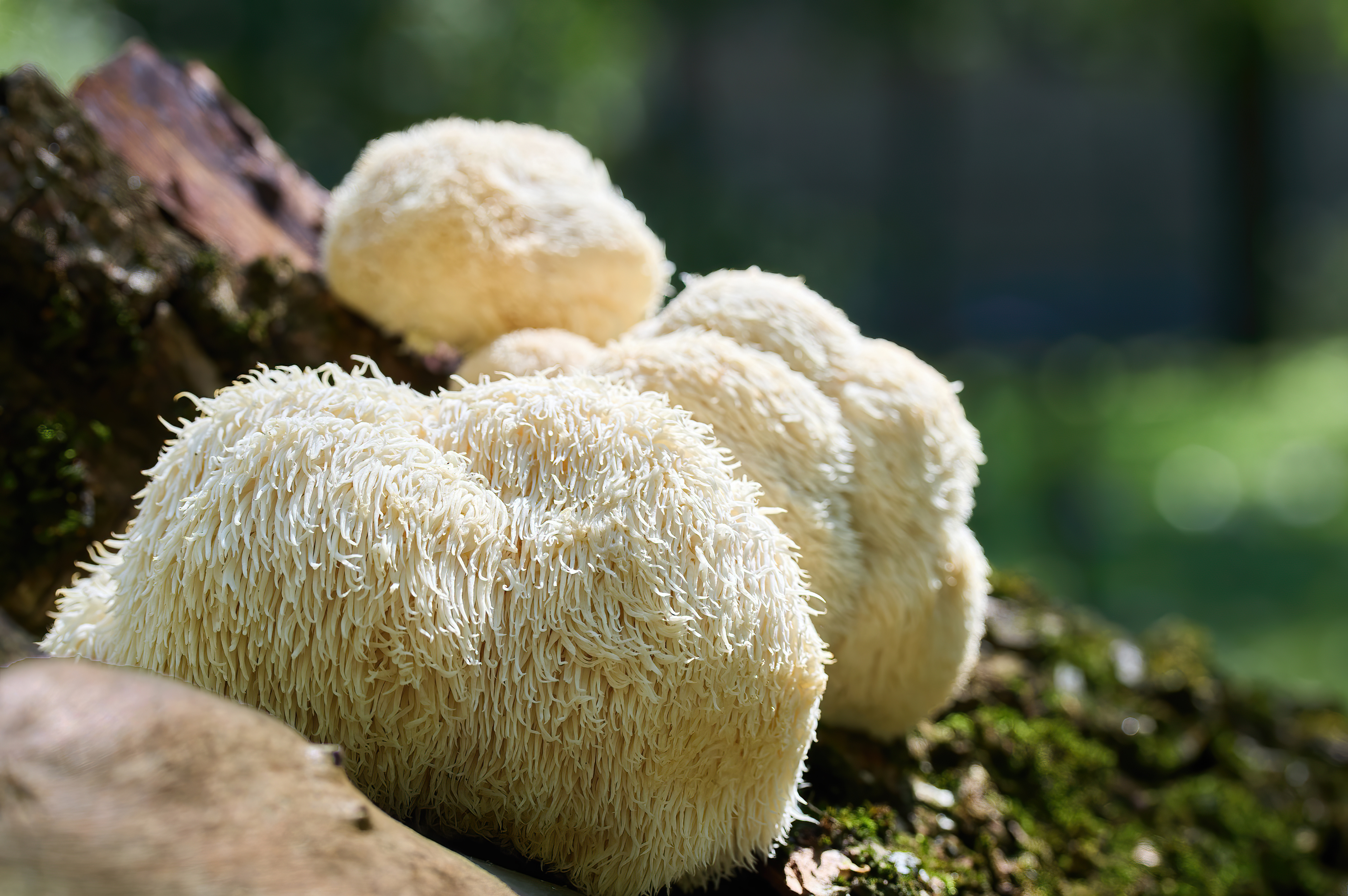 Lions Mane